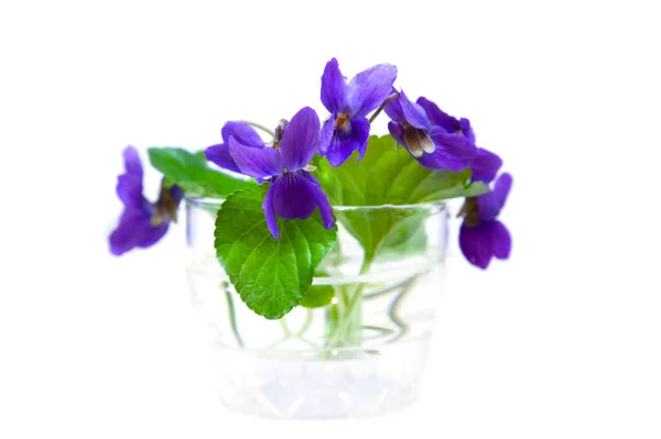 Våren Violetta Blommor Glasvas Vit Bakgrund — Stockfoto