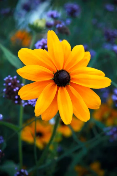 Siyah Kahverengi Merkezli Rudbeckia Hirta Çiçeği Bahçede Siyah Gözlü Susan Telifsiz Stok Imajlar