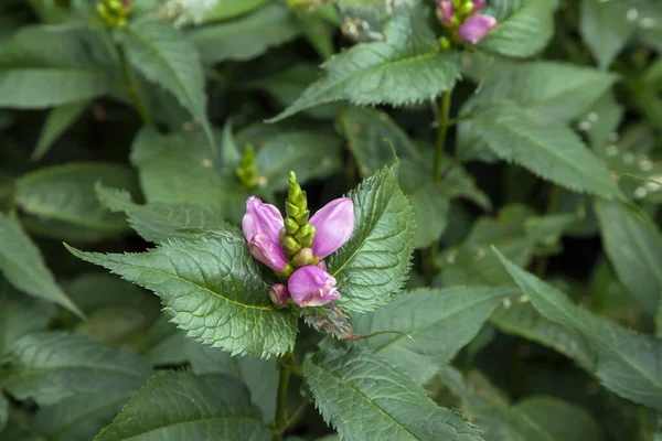 Linda Rosa Chelone Obliqua Red Turtlehead Dia Verão — Fotografia de Stock