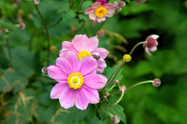 Rosa Japanska Anemoner Sommarträdgården — Stockfoto
