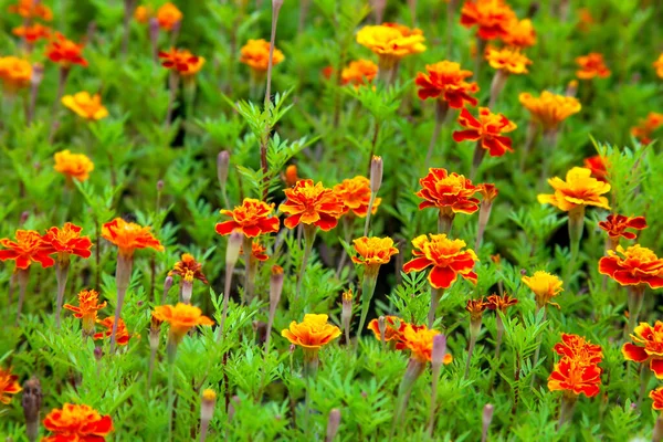 Virágok Tagetes Patula Körömvirág Zöld Alapon — Stock Fotó