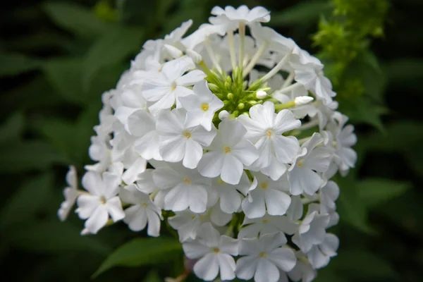 Kerti Phlox Paniculata Élénk Nyári Virágok Virágzó Rókák Fehér Virágai — Stock Fotó