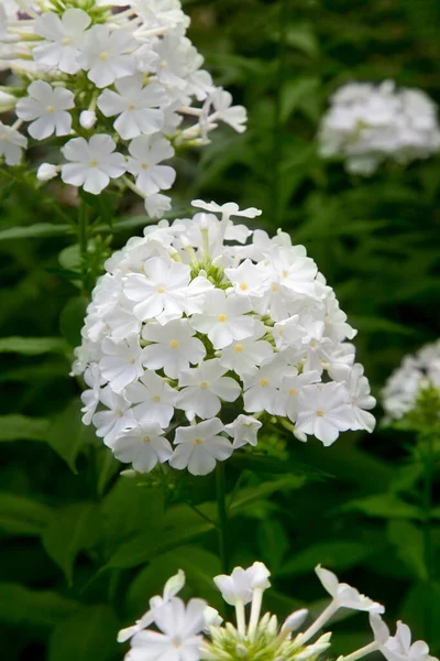 Jardín Phlox Paniculata Vívidas Flores Verano Ramas Florecientes Flores Blancas — Foto de Stock