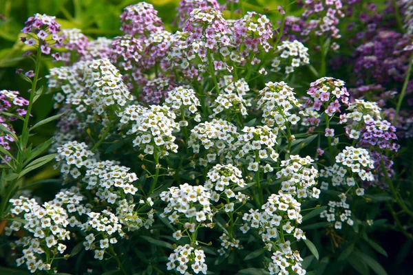 Крупний План Квітки Sweet Alys Sum Lobularia Maritima Гарний Квітковий — стокове фото