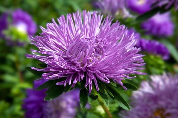 Aster Needle Kerti Virág Közelről — Stock Fotó