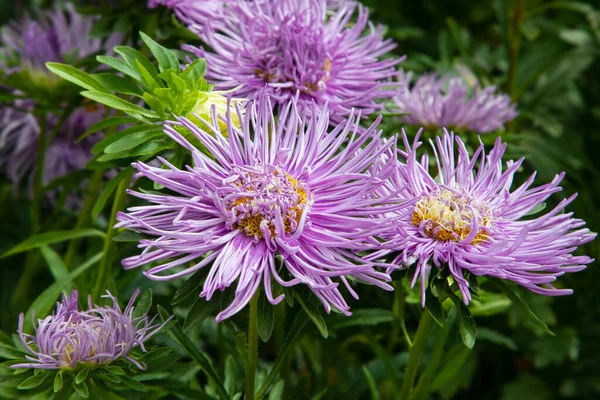 Aguja Aster Flores Jardín Cerca —  Fotos de Stock