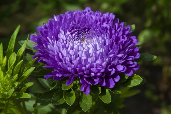 Een Bloem Van Een Zomer Aster Callistephus Chinensis Dichtbij — Stockfoto