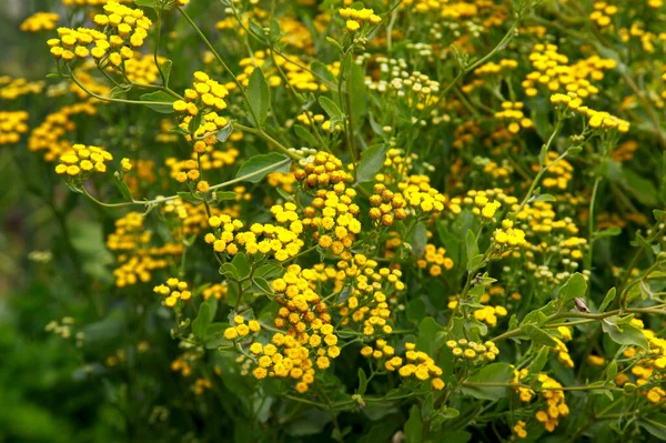 夏に現地でタンジー タナセタムハゲワシ の花を咲かせます — ストック写真