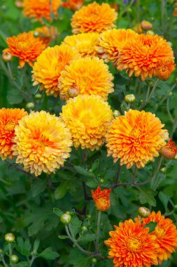 Turuncu Kasımpatı çiçekleri yakın plan. Güzel, parlak kasımpatılar sonbaharda bahçede çiçek açar..