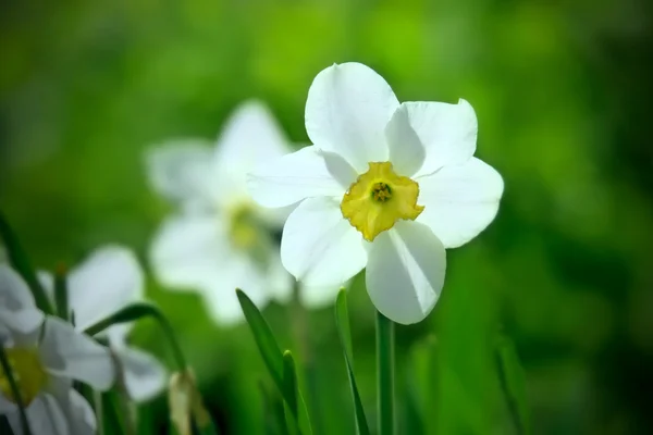 Narcyz biały kwiat — Zdjęcie stockowe