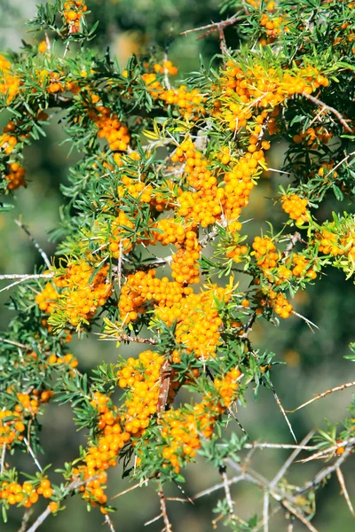 Rami di olivello spinoso con bacche succose — Foto Stock