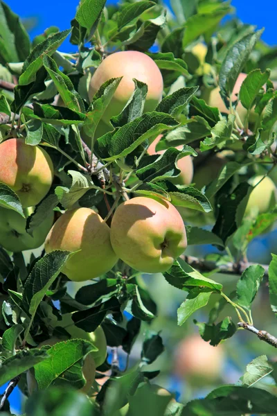 Manzanas de maduración en rama —  Fotos de Stock