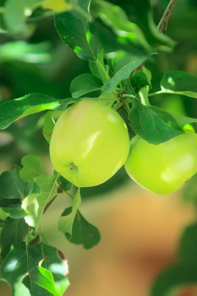 Manzanas en rama —  Fotos de Stock