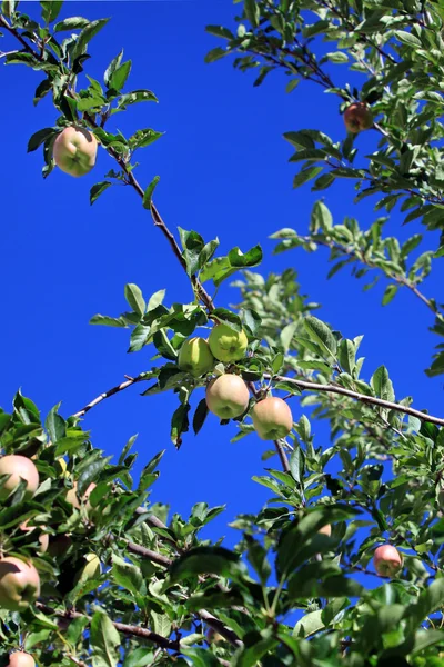 Reife Äpfel am Zweig — Stockfoto