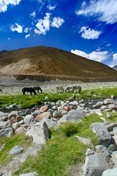 Horses near river in Himalaya — Stock Photo, Image