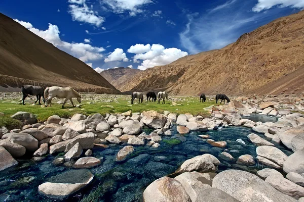 Landscape with horses near river in mountains — Stock Photo, Image