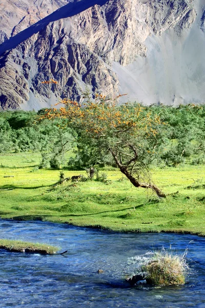 Nehir ve Yeşil Vadi Himalayalar ile manzara — Stok fotoğraf