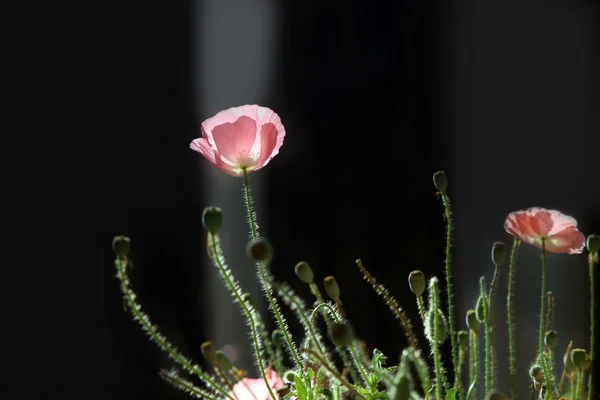 Růžový corn poppy na tmavé — Stock fotografie