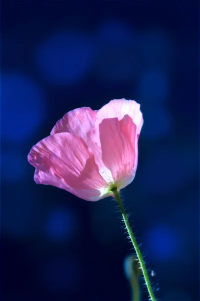 Amapola de maíz rosa sobre azul oscuro —  Fotos de Stock