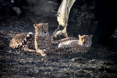 Amur leoparı