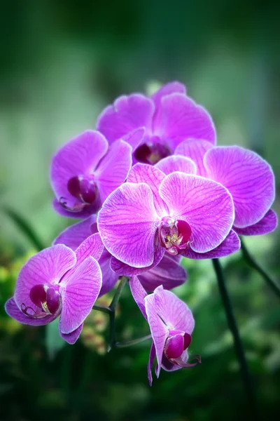 Krásná fialová orchidej - Phalaenopsis — Stock fotografie