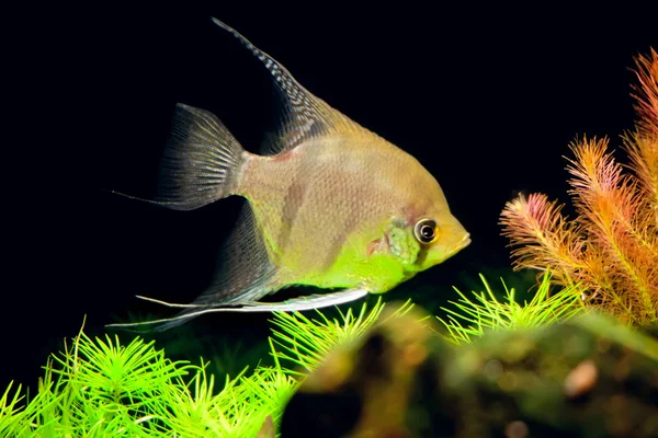 Aquarian small fish - Pterophyllum scalare — Stock Photo, Image