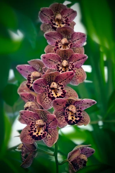 Pink Orchid Med Lila Fläckar Grön Bakgrund Tropisk Trädgård — Stockfoto