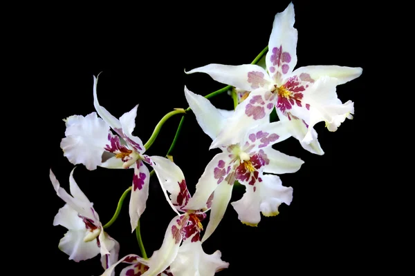 Bílá orchidej na černém pozadí — Stock fotografie