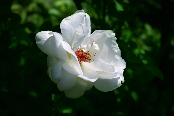 Weiße Rosenblüte — Stockfoto