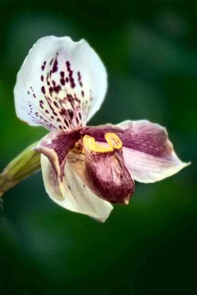 Orchid (Paphiopedilum) på gröna — Stockfoto