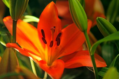 Orange lilies. 