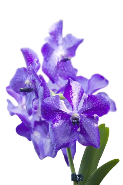 Modrá orchidej vanda na bílém pozadí — Stock fotografie