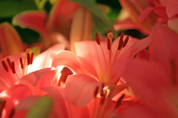 Lirios naranjas. Fondo de flores — Foto de Stock