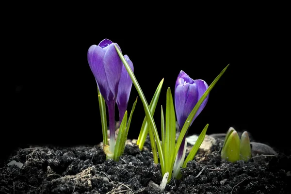 Krokus Frühlingsblumen auf schwarz — Stockfoto