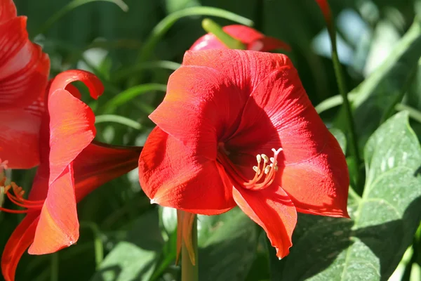 Квітка гіппеаструм в саду — стокове фото