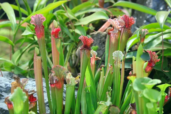 Sarracenia. Egzotyczny kwiat — Zdjęcie stockowe