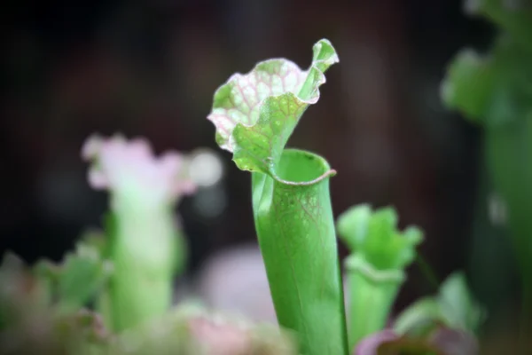 Sarracenia. Exotic plant — Stock Photo, Image