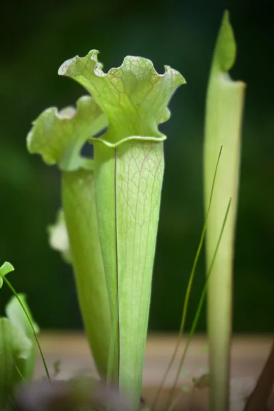 Sarracenia. Egzotikus növény — Stock Fotó