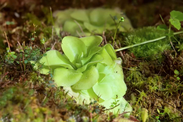 Butterworts de plantas carnívoras Pinguicula — Fotografia de Stock