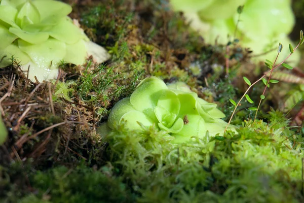 Butterworts de plantas carnívoras Pinguicula — Fotografia de Stock