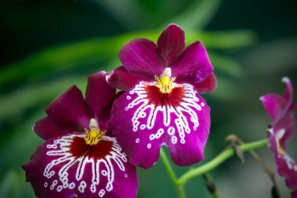 Lila orkidé Miltoniopsis, närbild — Stockfoto
