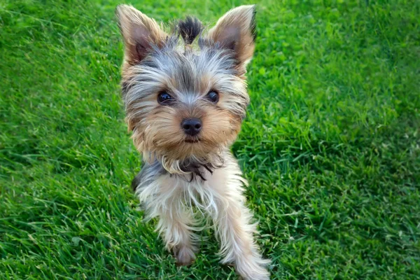 Yorkshire terrier κουτάβι σε χόρτο — Φωτογραφία Αρχείου