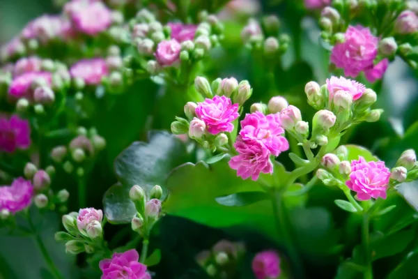 Kalanchoe with pink flowers — Stock Photo, Image
