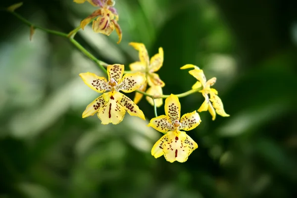 Oncidium Fotos de Stock, Oncidium Imagens sem royalties | Depositphotos