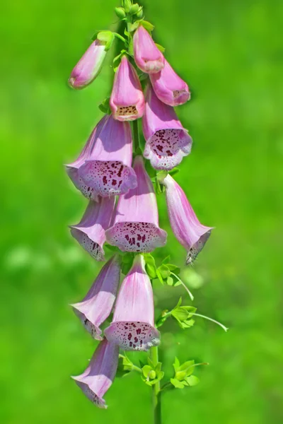 Květiny Campanula punctata — Stock fotografie