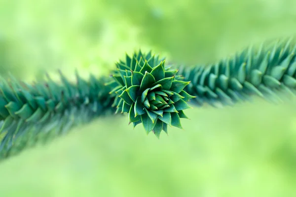 Árvore de quebra-cabeça macaco (Araucaria araucana ) — Fotografia de Stock