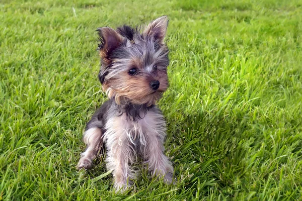 Yorkshire terrier κουτάβι σε χόρτο — Φωτογραφία Αρχείου