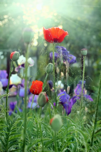 Poppy and irises on a meadow — 스톡 사진