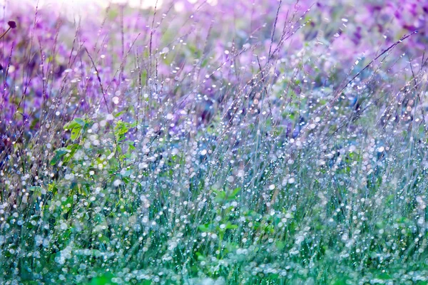 Мокрая трава с капельками росы на летнем цветущем лугу — стоковое фото