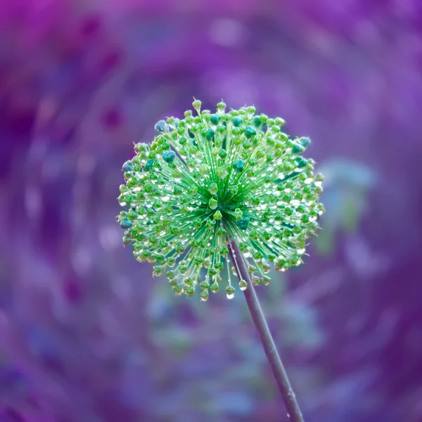 Dekoratív természetes háttér, virág, hagyma, eső Dr — Stock Fotó
